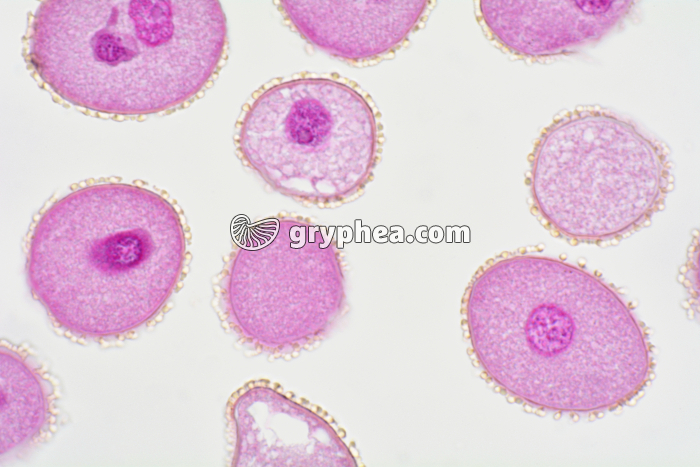 Pollen de Lys x200 - gryphea.com